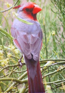 Red Headed Cardinal from Loxly Gallery