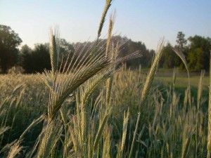 Dew on the Rye